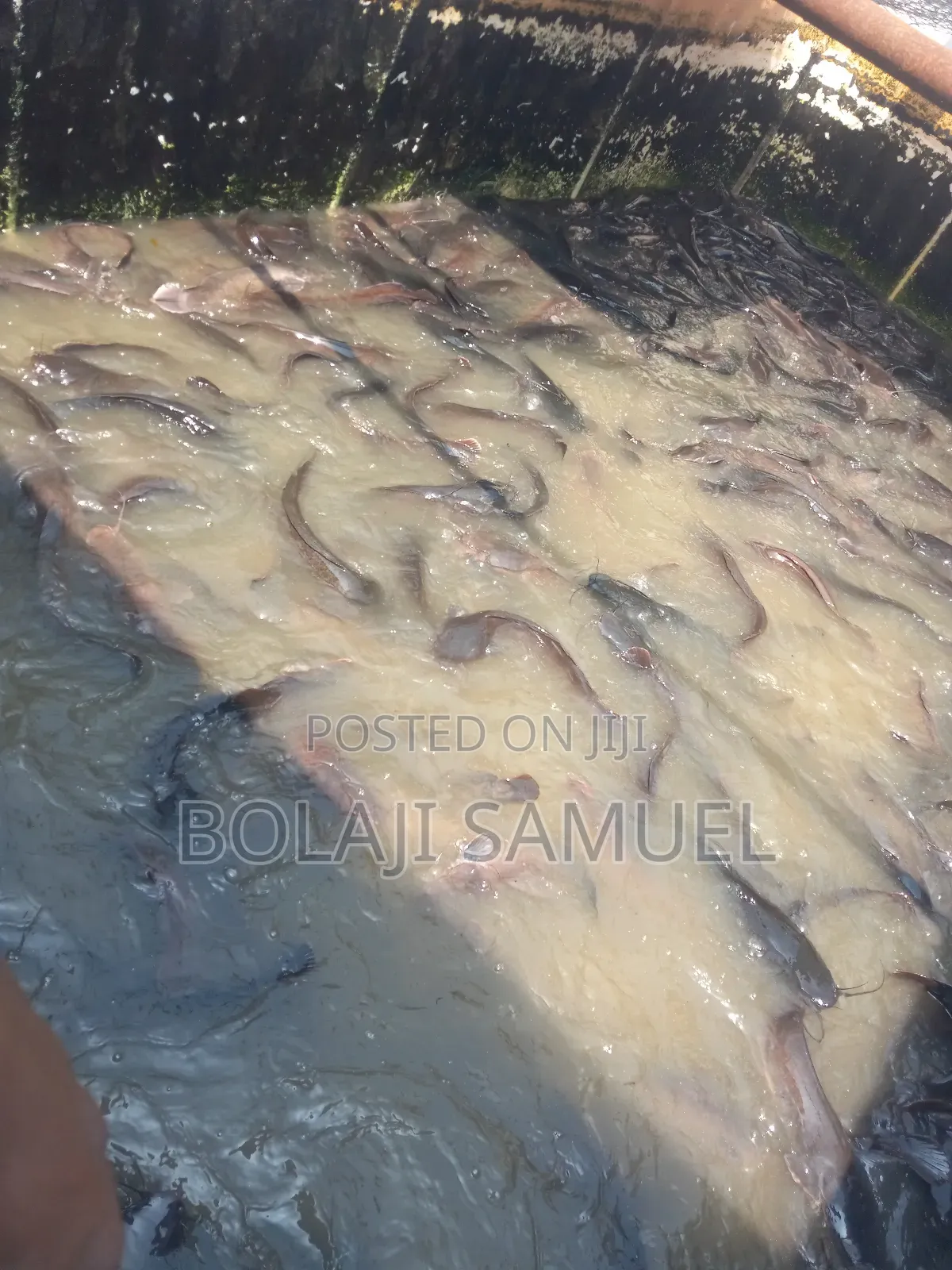 Catfish Table Sizes