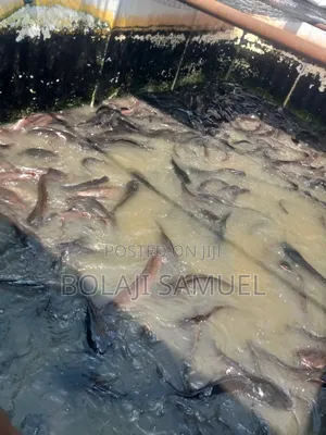 Catfish Table Sizes