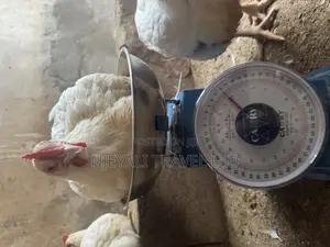 Mature Broilers for Sale