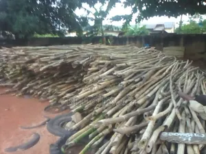 Bamboo for Sales