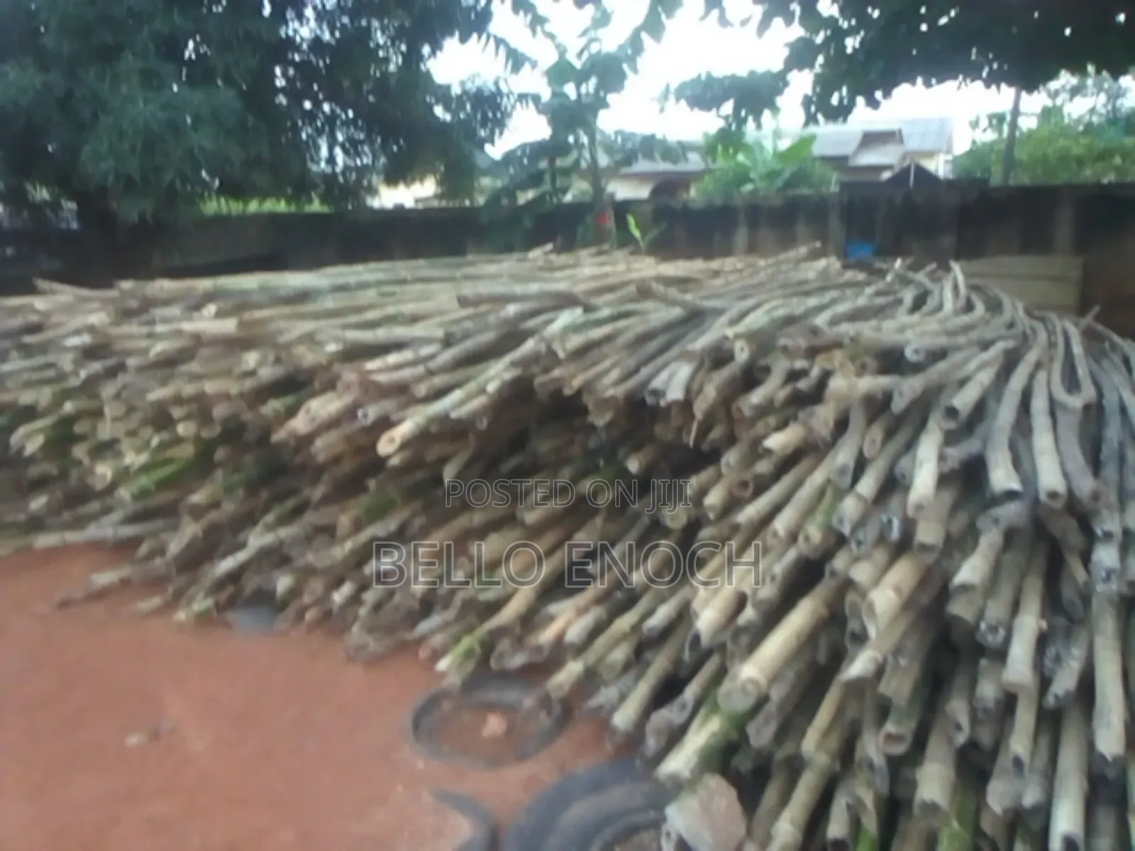 Bamboo for Sales