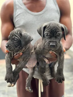1-3 months Female Purebred Cane Corso
