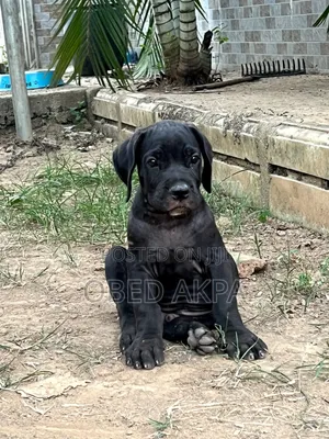 1-3 months Female Purebred Cane Corso