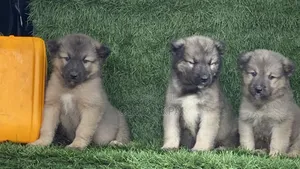 1-3 months Female Purebred Caucasian Shepherd