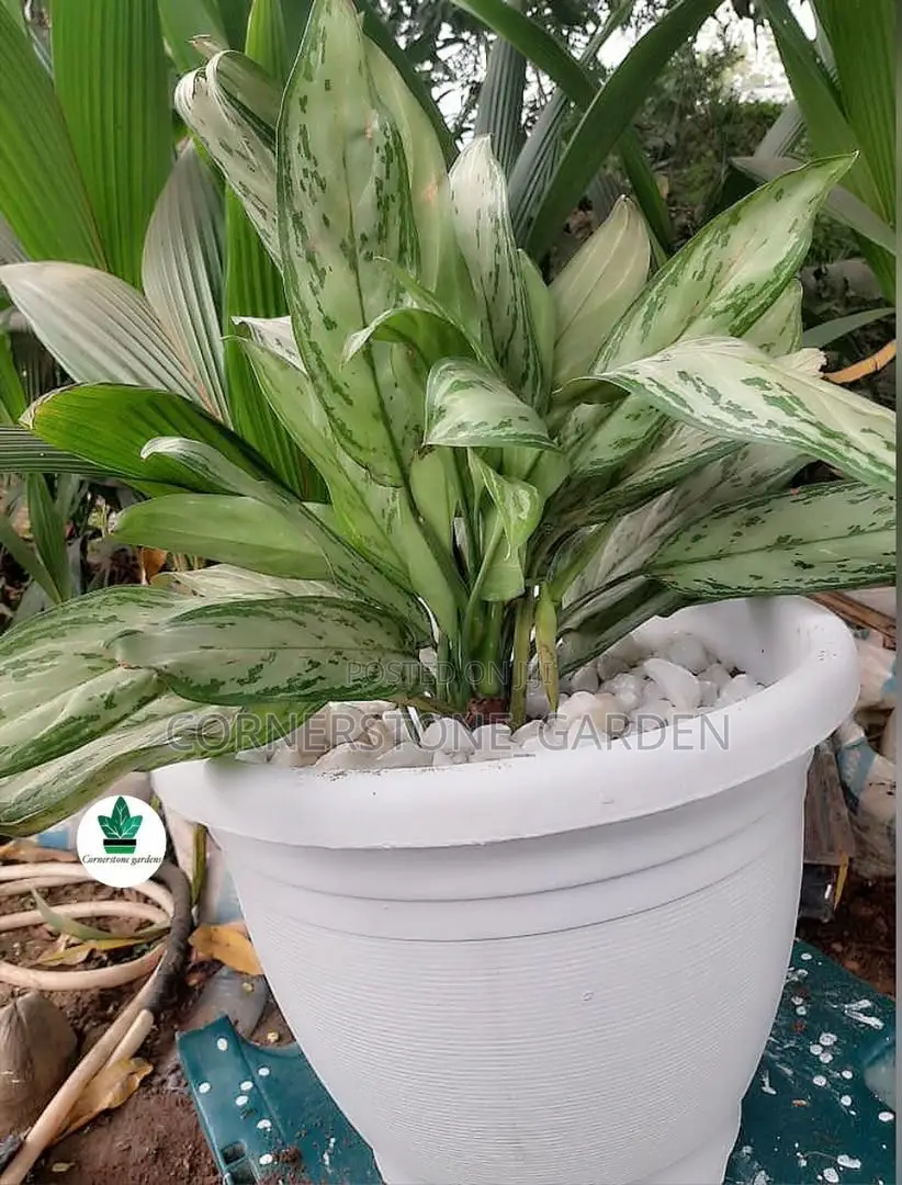 Indoor/Balcony Plants