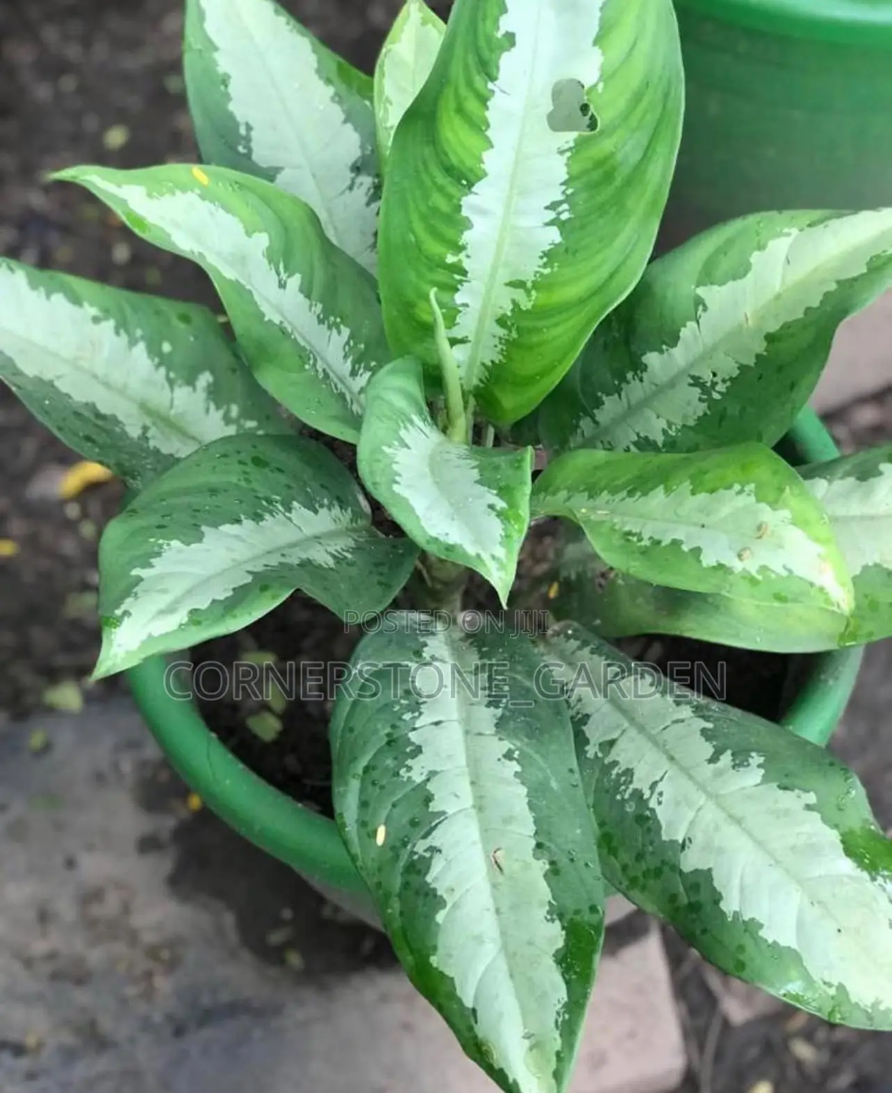 Indoor/Balcony Plants