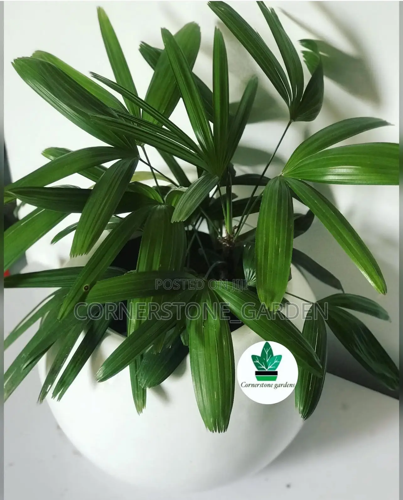 Indoor/Balcony Plants
