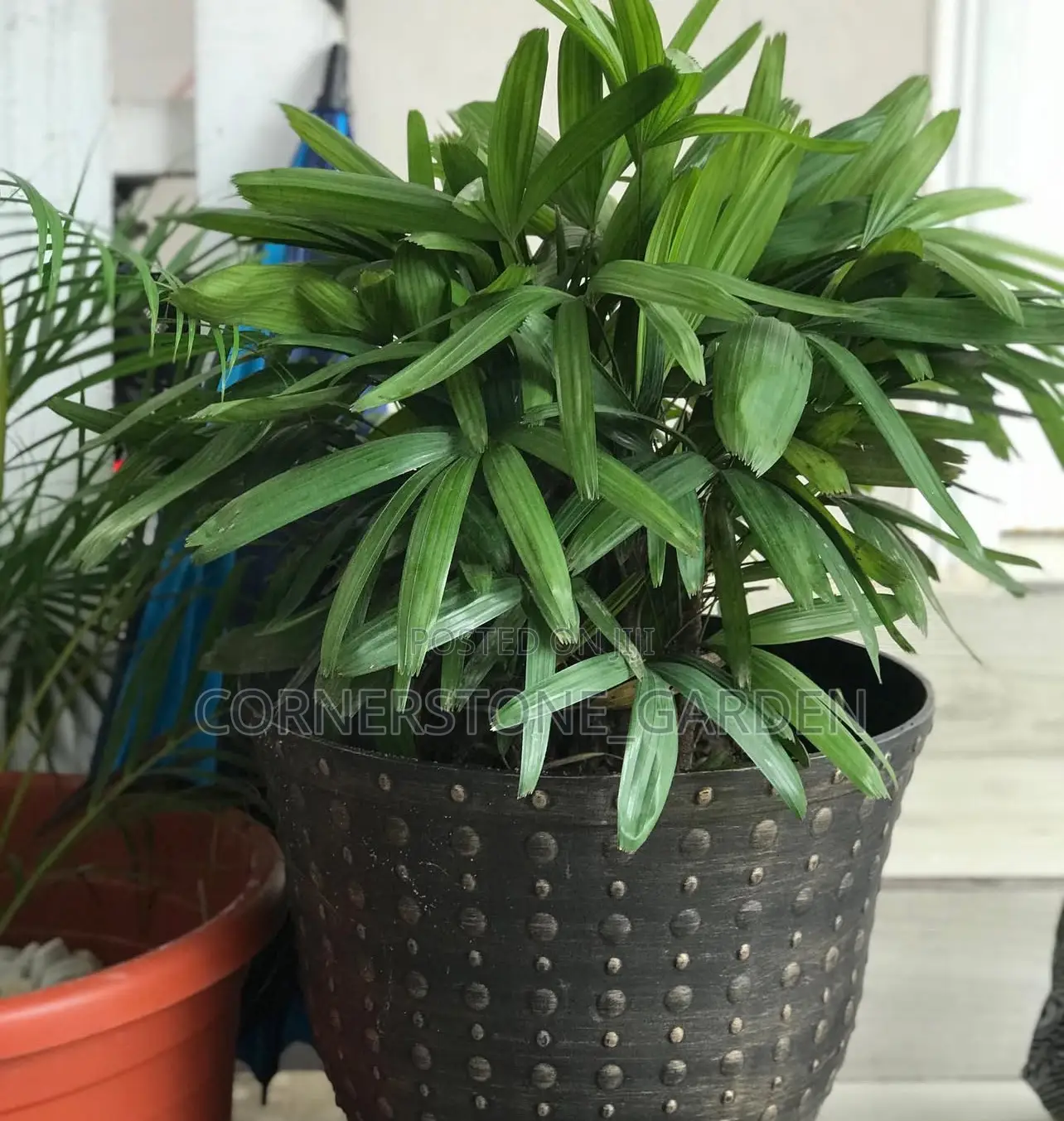 Indoor/Balcony Plants