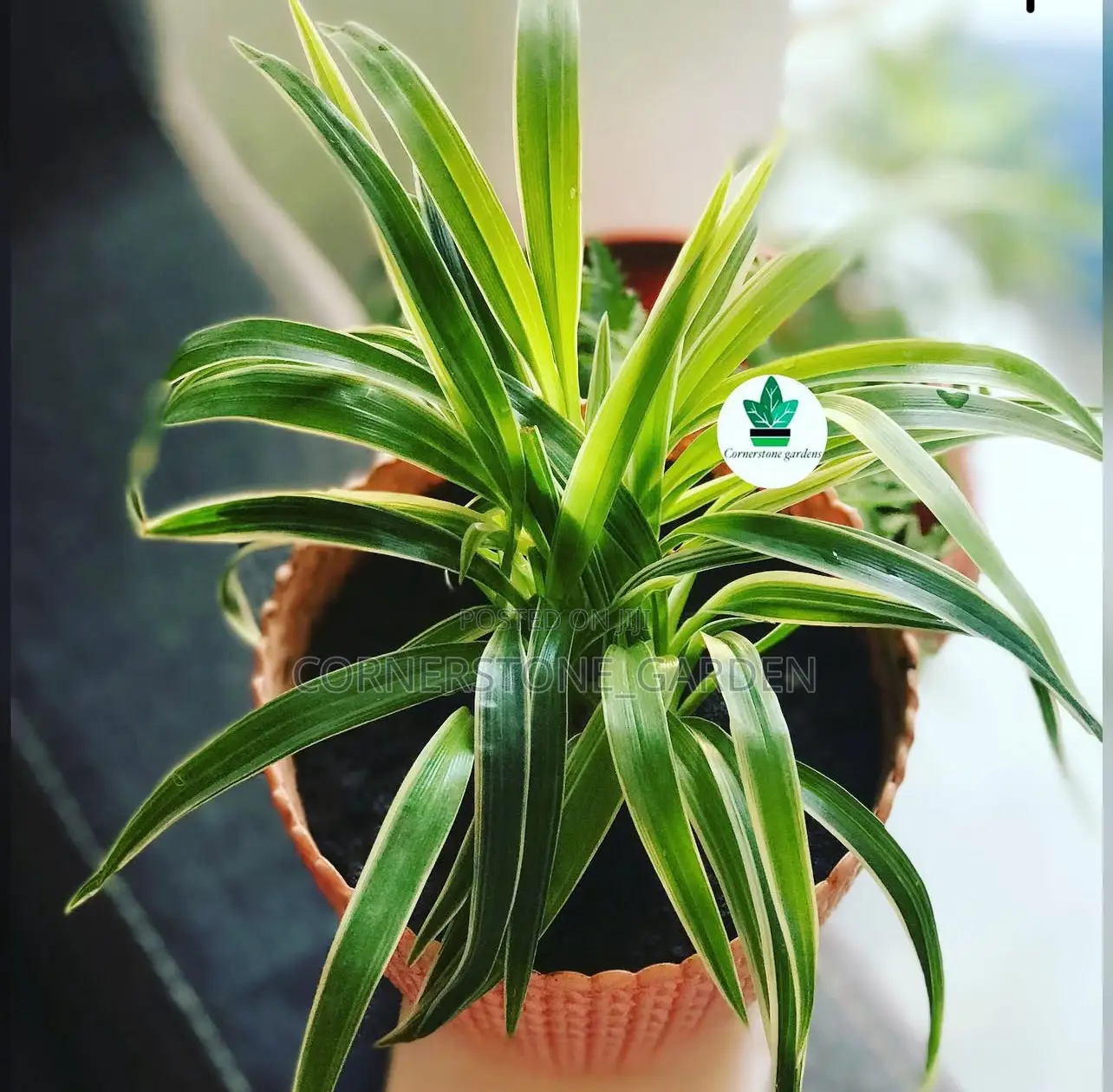 Indoor/Balcony Plants
