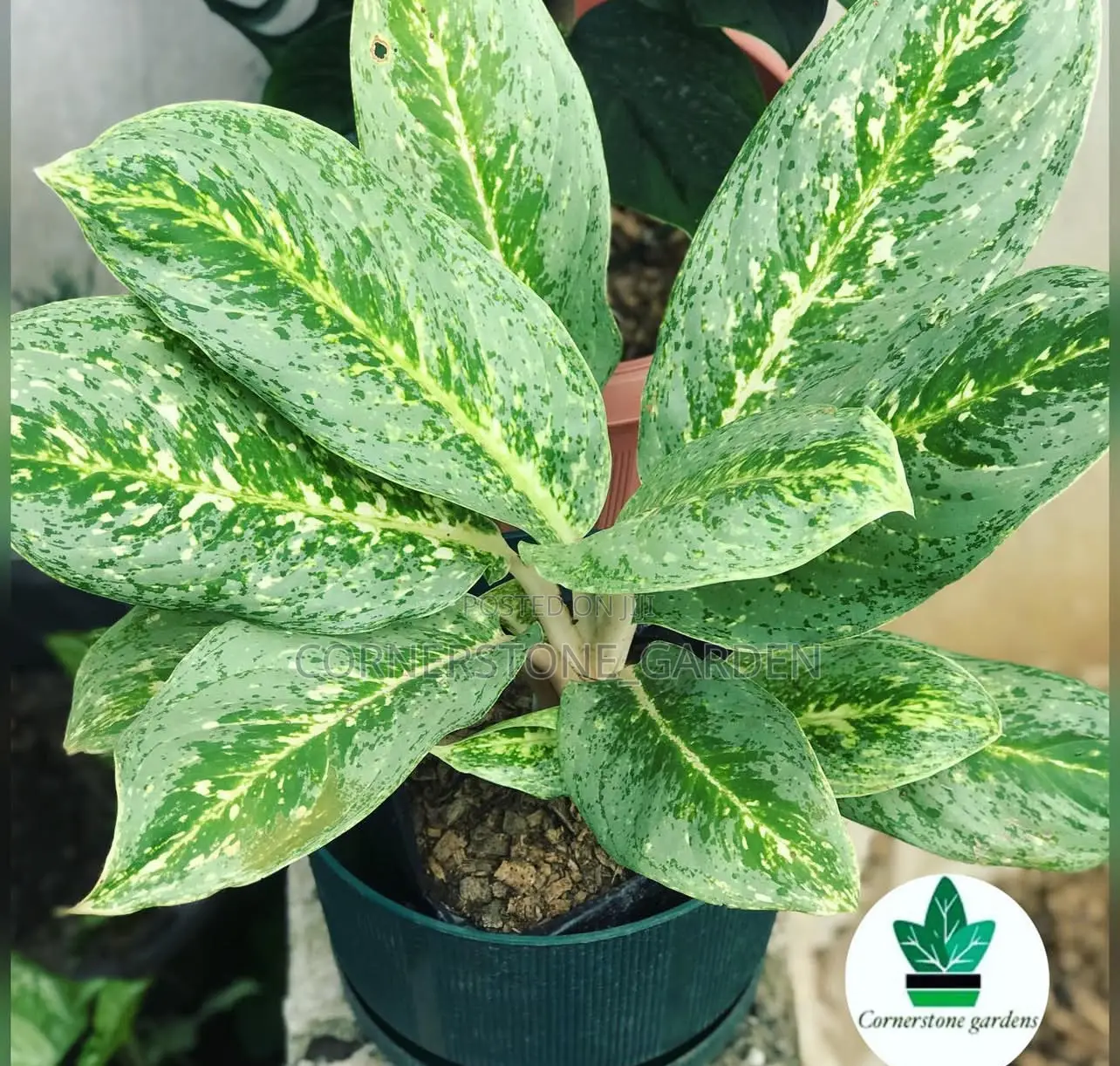 Indoor/Balcony Plants