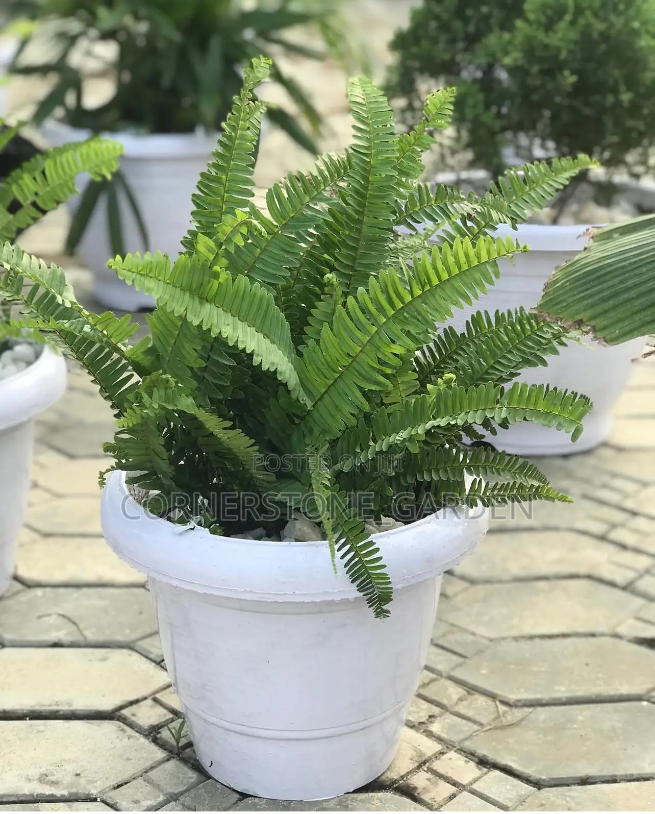 Indoor/Balcony Plants