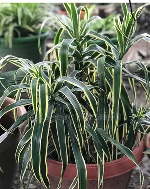 Indoor/Balcony Plants