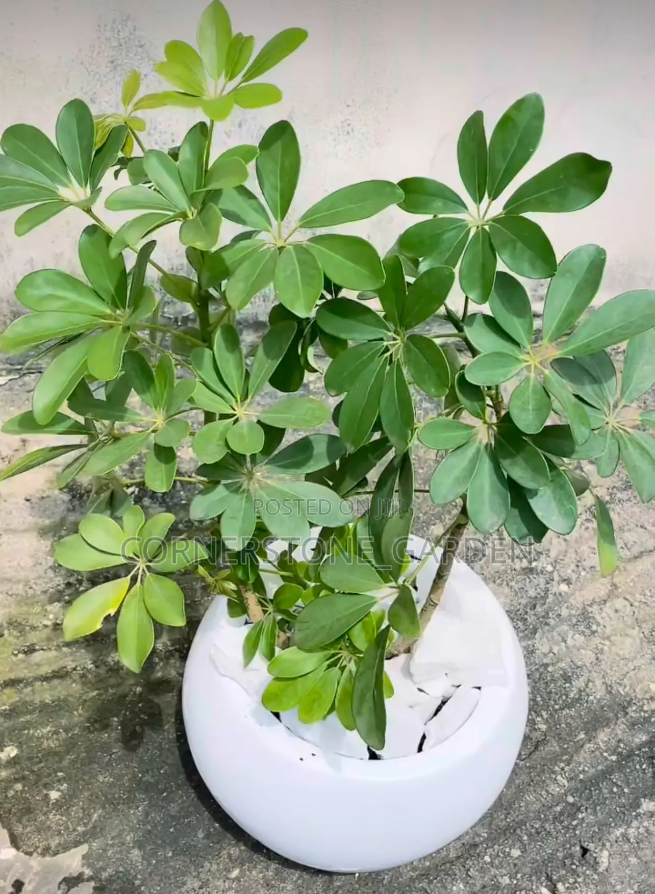 Indoor/Balcony Plants