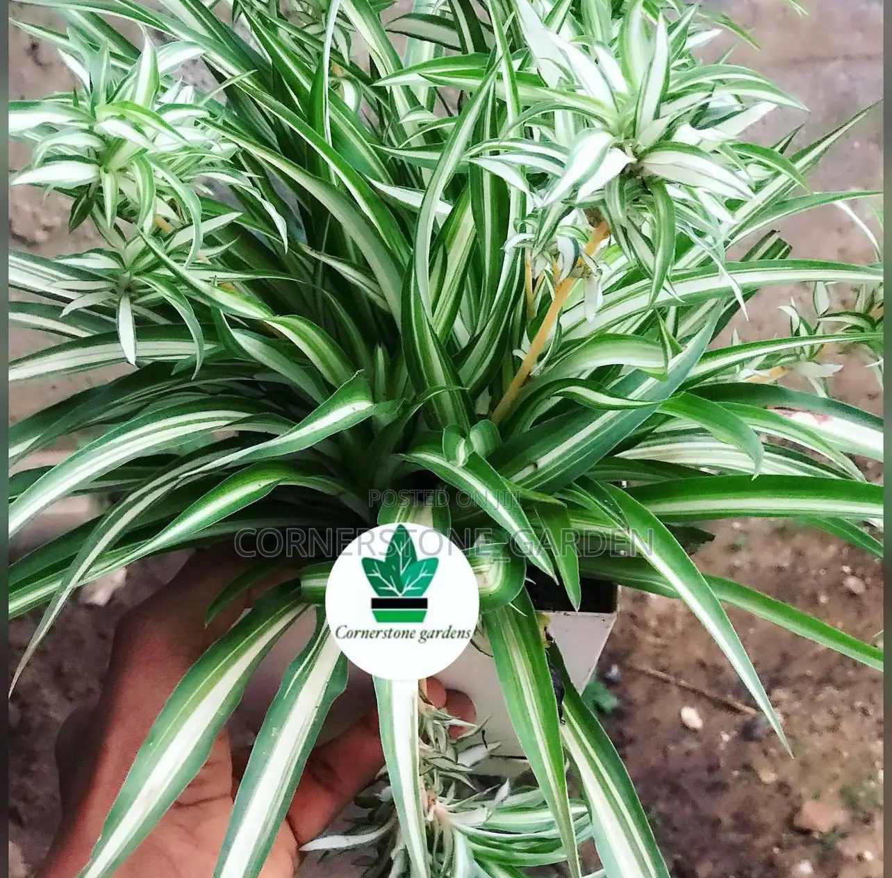 Indoor/Balcony Plants