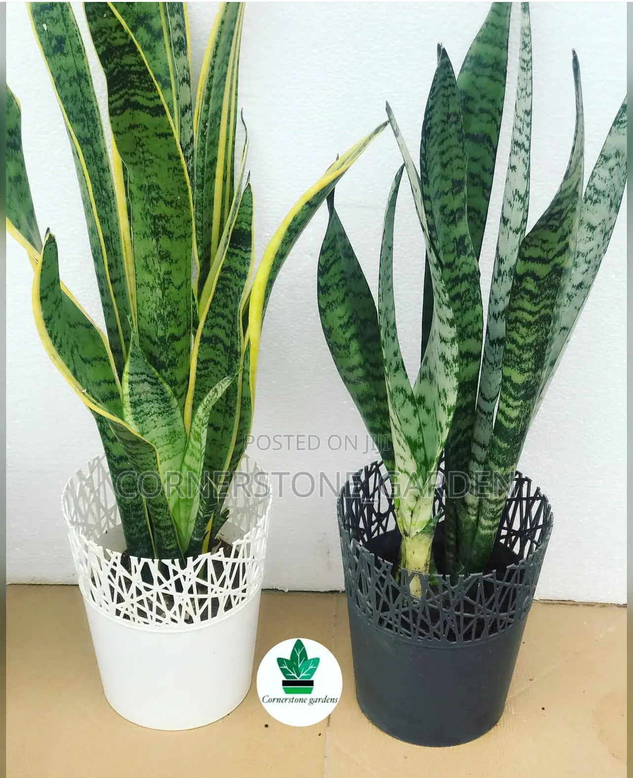 Indoor/Balcony Plants