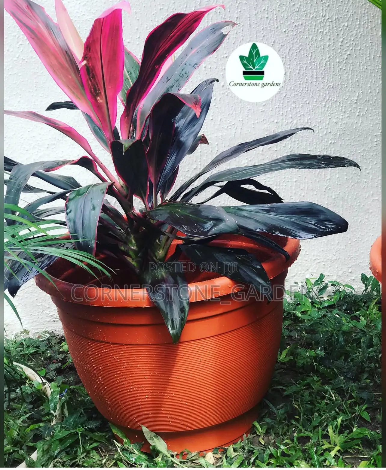 Indoor/Balcony Plants
