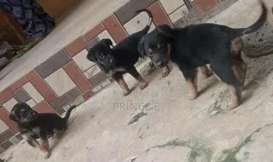 1-3 months Male Purebred German Shepherd