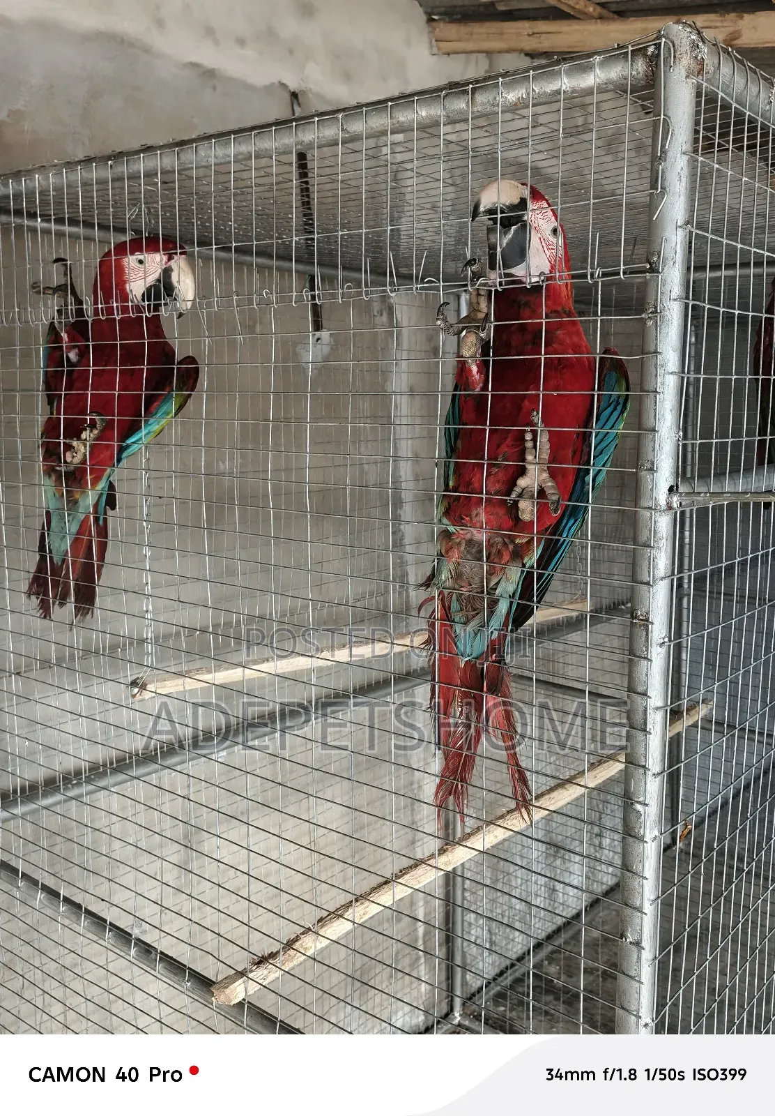 Maccaw Birds