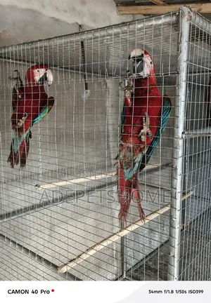 Maccaw Birds