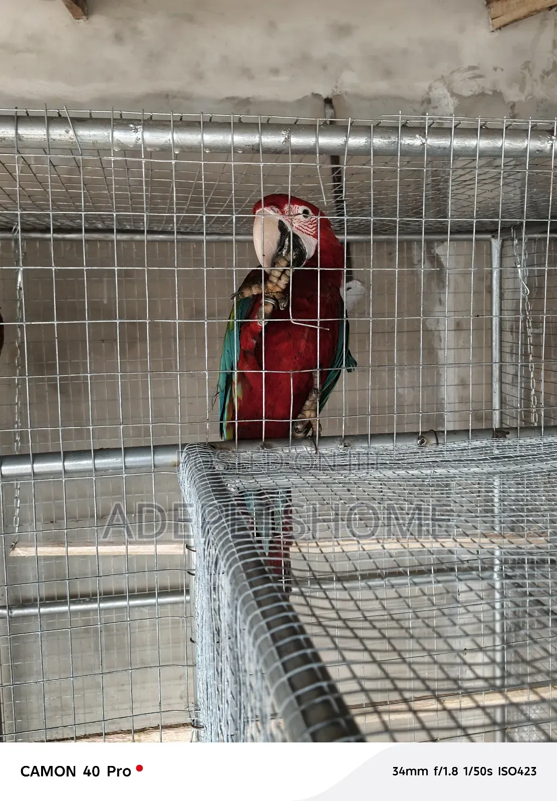Maccaw Birds