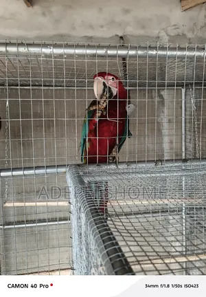 Maccaw Birds