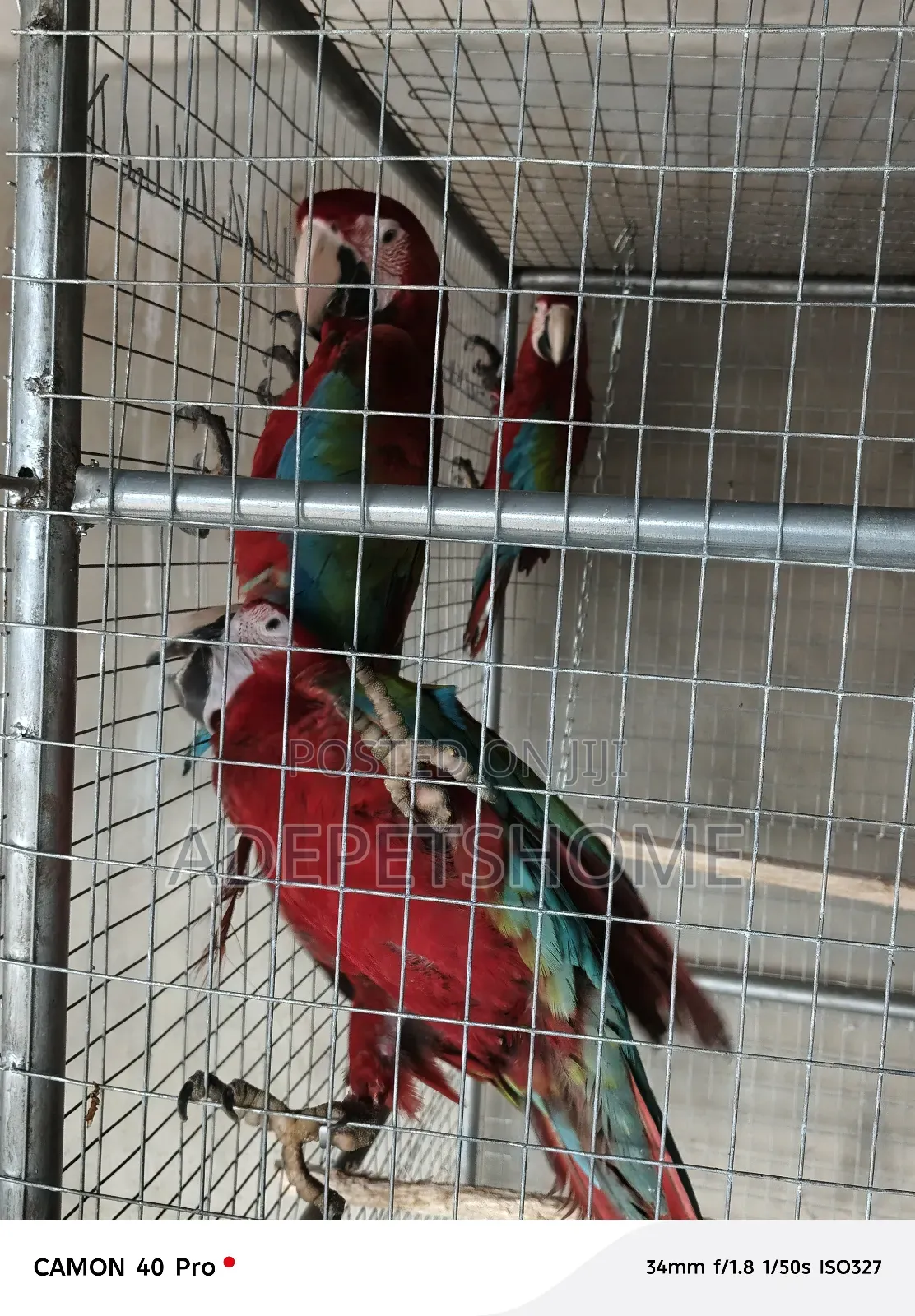 Maccaw Birds