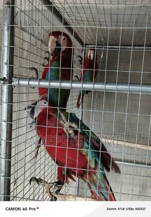 Maccaw Birds