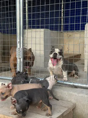 1-3 months Female Purebred American Bully