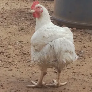 Buchflame Organic Chicken