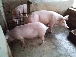Pork for Sale