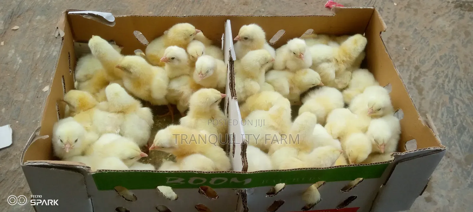 Day Old Broiler