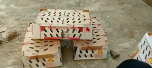 Day Old Broiler