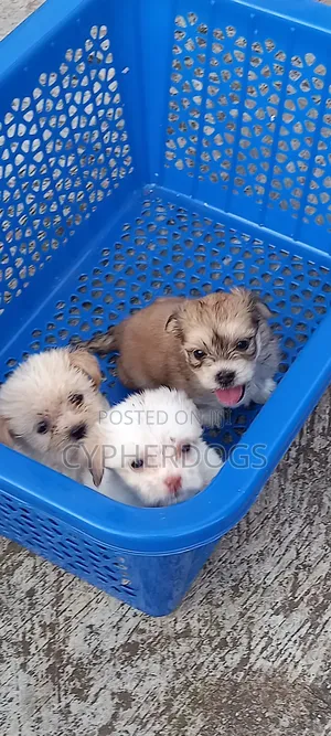1-3 months Male Purebred Lhasa Apso