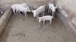 Pigs for Sale