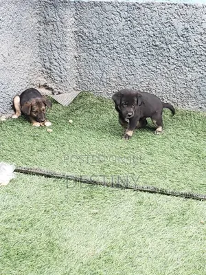 1-3 months Male Purebred German Shepherd