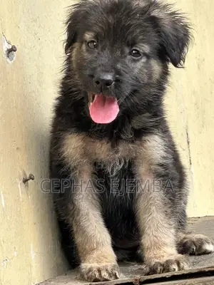 0-1 month Male Purebred German Shepherd