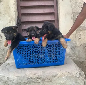 1-3 months Male Purebred German Shepherd
