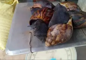 Point Of Lay Snail