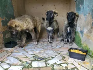 1-3 months Male Purebred Caucasian Shepherd