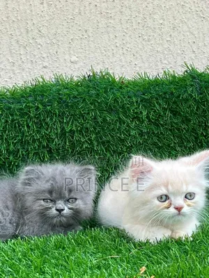 1-3 months Male Purebred Persian