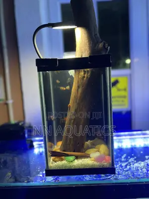 Nano Aquarium