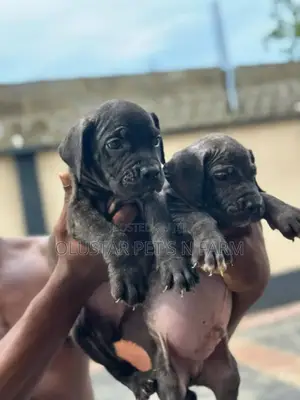 0-1 month Female Purebred Cane Corso