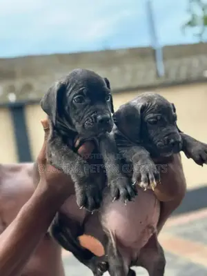 0-1 month Female Purebred Cane Corso