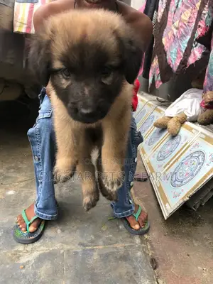 0-1 month Male Purebred German Shepherd