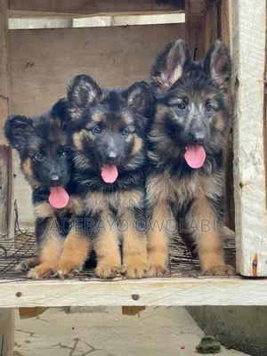 1-3 months Female Purebred German Shepherd