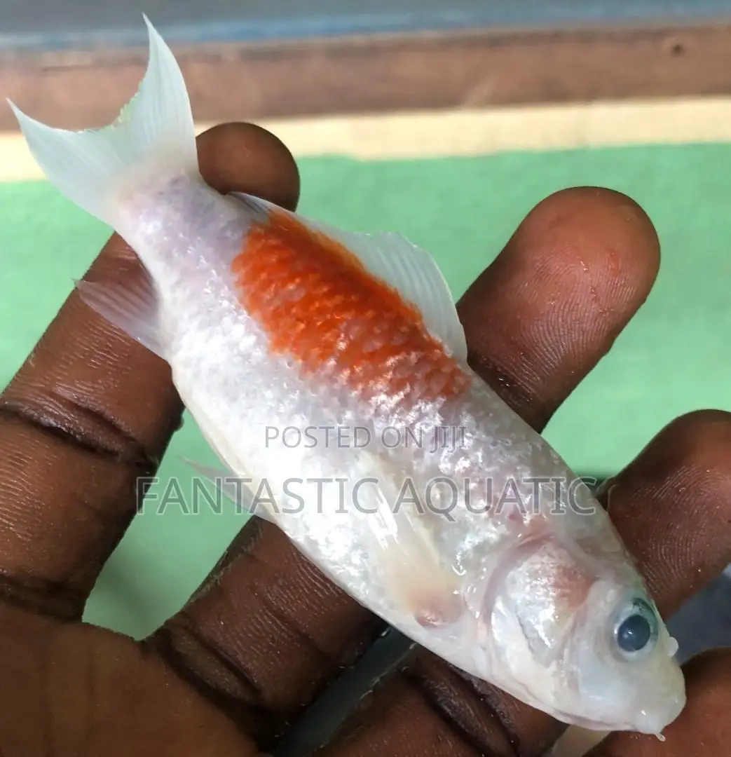 Koi Fish 4inches