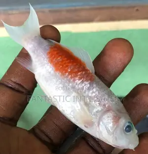Koi Fish 4inches
