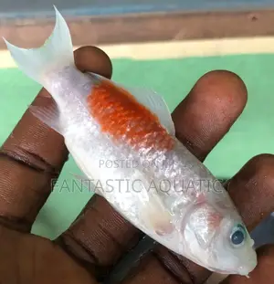 Koi Fish 4inches