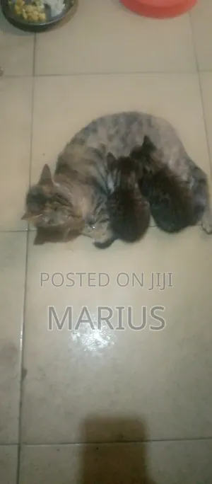Cats and Kittens