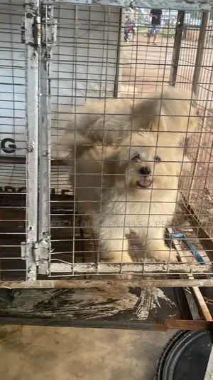 3-6 months Male Purebred Lhasa Apso